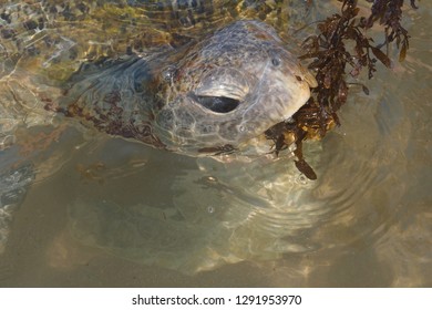 Turtle Eating Algae.