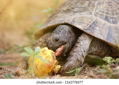 102 Turtle Eating Apple Images, Stock Photos & Vectors 