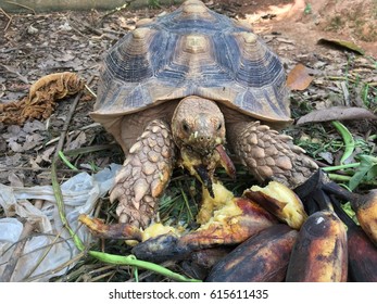 turtle eating bananas - Shutterstock ID 615611435