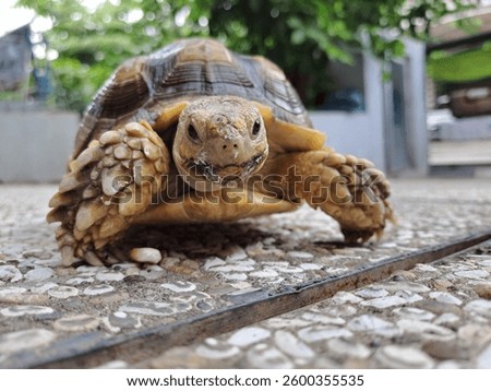 Turtle eating corn in the yard
