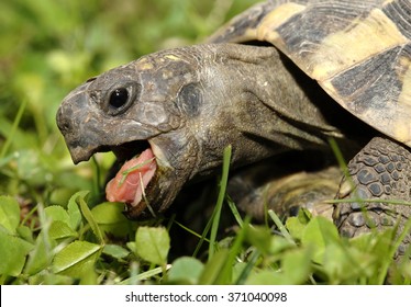 Turtle Eating Grass