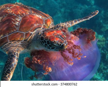 Turtle Eating Jellyfish
