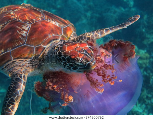 Turtle Eating Jellyfish Stock Photo Edit Now