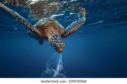A turtle eating plastic bag underwater in open sea, Water Environmental Pollution Problem 