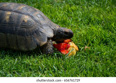 102 Turtle eating apple Images, Stock Photos & Vectors | Shutterstock