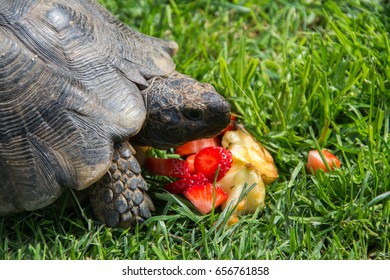 102 Turtle eating apple Images, Stock Photos & Vectors | Shutterstock