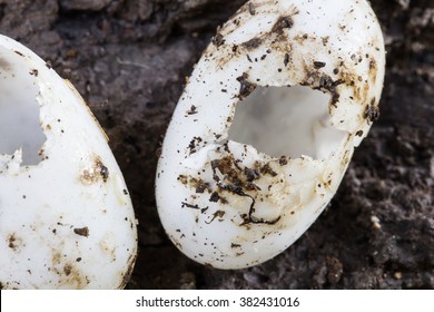 turtle egg shell underground soil