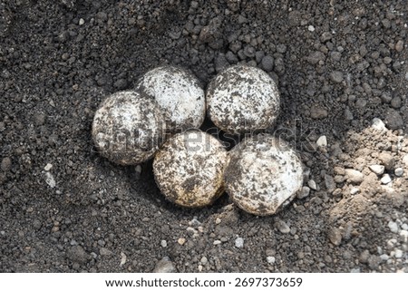 Turtle eggs are found in the sand or in nests. These turtle eggs are found on Sukamade Beach, Banyuwangi, Indonesia, as one of the turtle hatcheries and conservation areas.