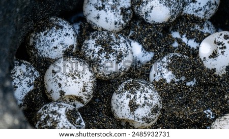 Turtle eggs in the nest. Turtles usually make nests in the ground