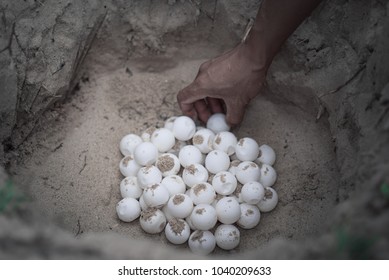 turtle eggs in sand hole on a beach