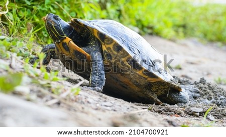 A Turtle elevates with its front legs as it digs a nest cavity with her rear feet.  The reptile is digging on a lake bank in King County, Washington State