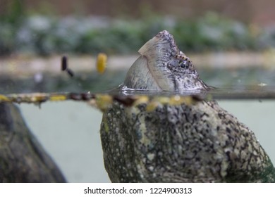 turtle emerging from water