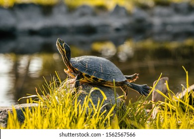 Turtle basking on log Images, Stock Photos & Vectors | Shutterstock