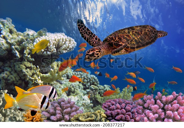 Turtle Eretmochelys Imbricata Floats Under Water Stock Photo (Edit Now ...