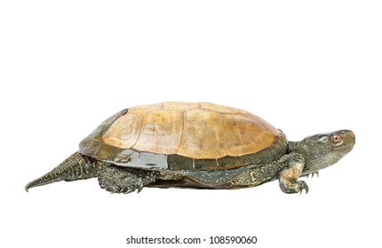 Sea Turtle Profile Stock Vector (Royalty Free) 1582183369 | Shutterstock