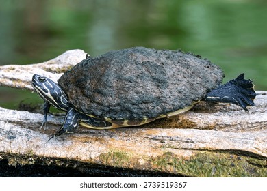 Turtle with excessive algae buildup on its shell. Can be a sick turtle commonly called a floater