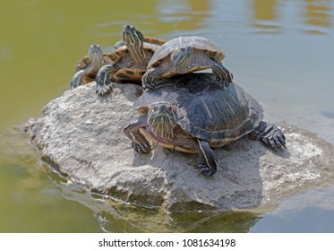 Turtle family is calming on the stone in small pond