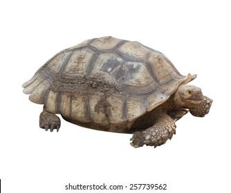 Turtle Farm Animals Isolated On White Stock Photo 257739562 | Shutterstock