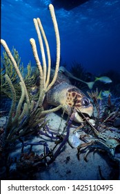 'Turtle Feeding'.  A green sea turtle feeds off the carcass of a Caribbean spiny lobster in the Exuma Cays Bahamas, 2005.