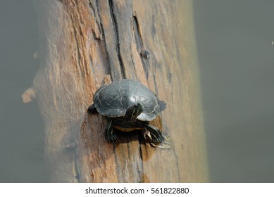 Turtle floating on a log