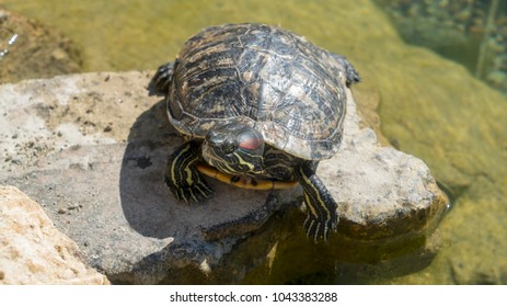 Turtle Floating Water Stock Photo 1043383288 | Shutterstock