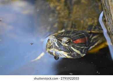 turtle floating in the water