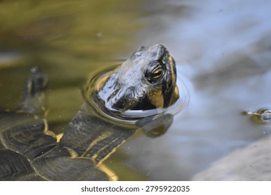 turtle floating in the water