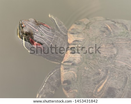 Similar – Foto Bild Hans-Guck-in-die-Luft