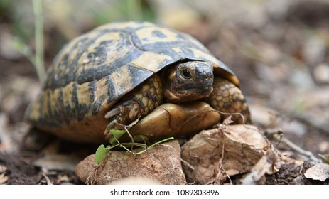 Turtle Forest Stock Photo 1089303896 | Shutterstock