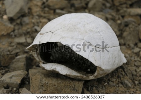 Turtle fossil. Dead and bleached turtle skeleton. 