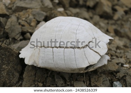Turtle fossil. Dead and bleached turtle skeleton.  Stock photo © 