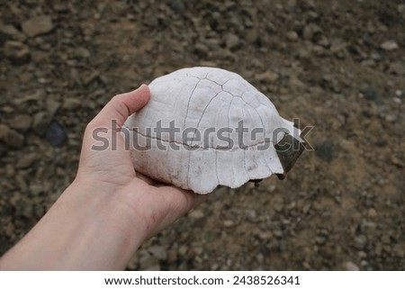 Turtle fossil. Dead and bleached turtle skeleton.  Stock photo © 