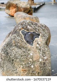 Turtle Fossil On A Rock.