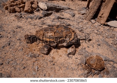 Turtle fossils found in Morocco, close to town Erfoud. Mining for fossils in Morocco, one of the world's richest fossil sites. Turtle fossils retrieved from the ground undamaged. Moroccan fossil trade