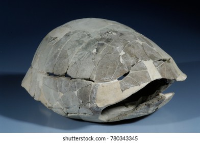 Turtle Fossil,(Stylemys Nebrascensis) Oligocene Epoch, Crawford, Nebraska