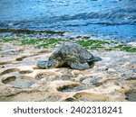 Turtle Found in Laie Hawaii