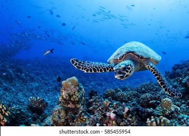 Turtle, French Polynesia