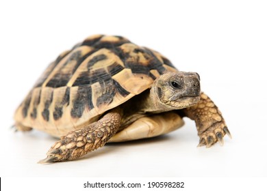 turtle in front of white background