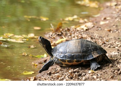 Turtle In Gargano National Park, Italy. 