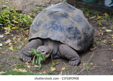 Turtle Giant Galapagos Tortoise Eating Grass Stock Photo (Edit Now ...