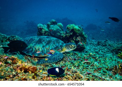 Turtle In Gili Islands. Indonesia