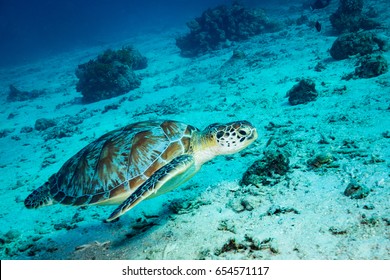 Turtle In Gili Islands. Indonesia