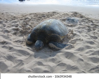 Turtle Giving Birth Hawaii Stock Photo (Edit Now) 1063934348