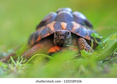 Turtle in the grass with yellow and green shell - Shutterstock ID 1102189106
