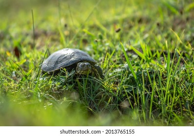 Turtle In Green Grass Close-up,  (tortoise, Testudinidae, Testudines)
