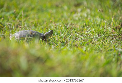 Turtle In Green Grass Close-up,  (tortoise, Testudinidae, Testudines)