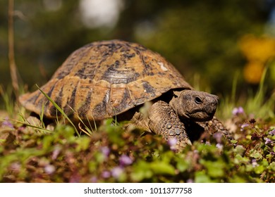 turtle in the green grass, note shallow depth of field - Shutterstock ID 1011377758