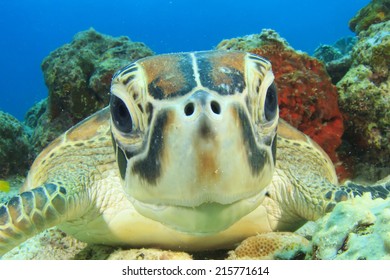 Turtle (Green Sea Turtle)