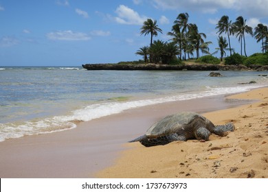 Turtle In Haleiwa Alii Beach Park