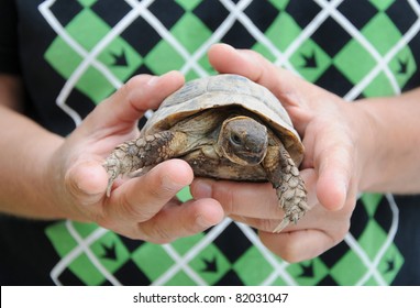 Person Holding Turtle Images, Stock Photos & Vectors | Shutterstock